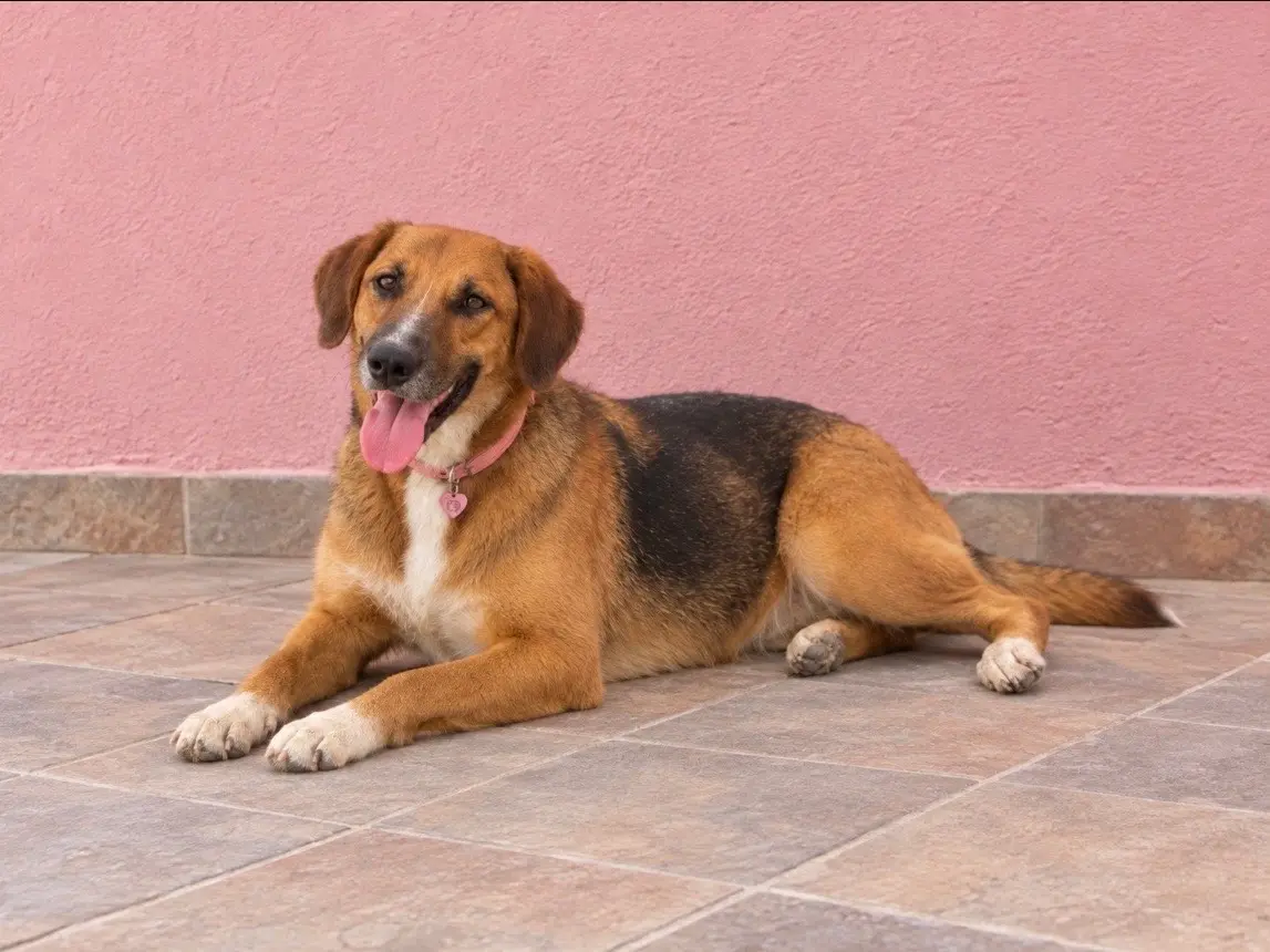 Adotta il cane Agata a Sud