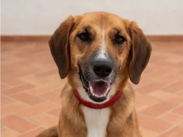 Vuoi adottare un cane a Sud?