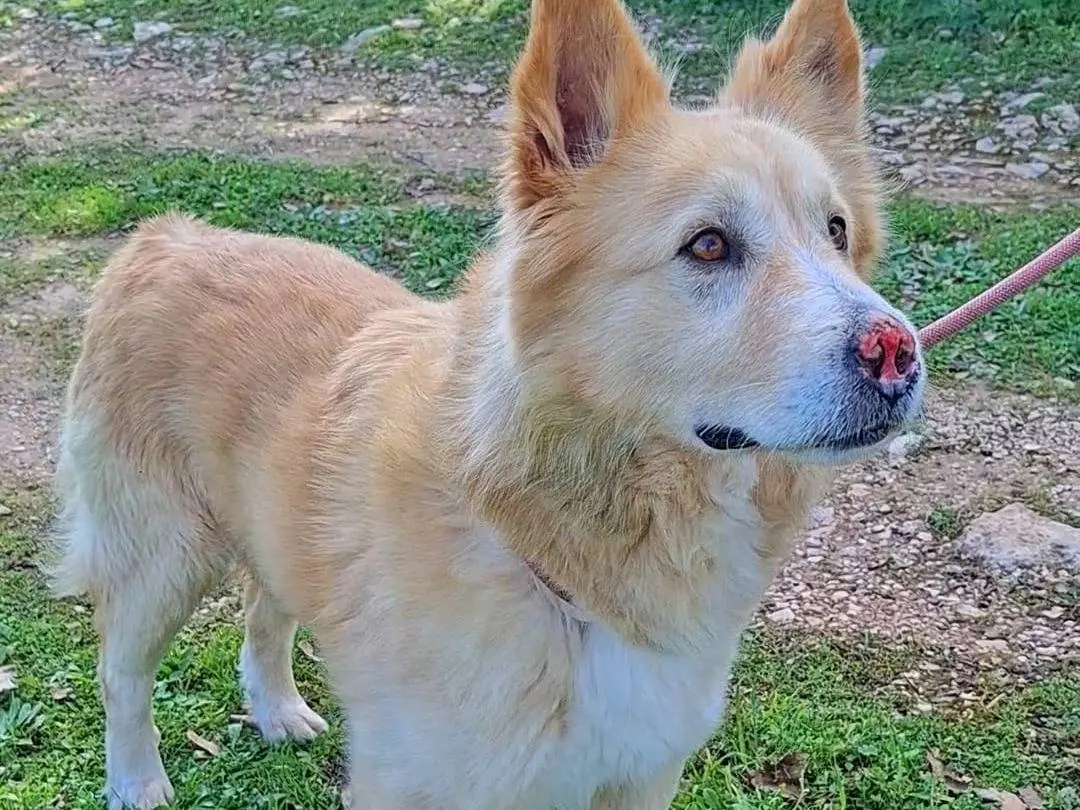 Adotta un cane, taglia media, maschio, Bari
