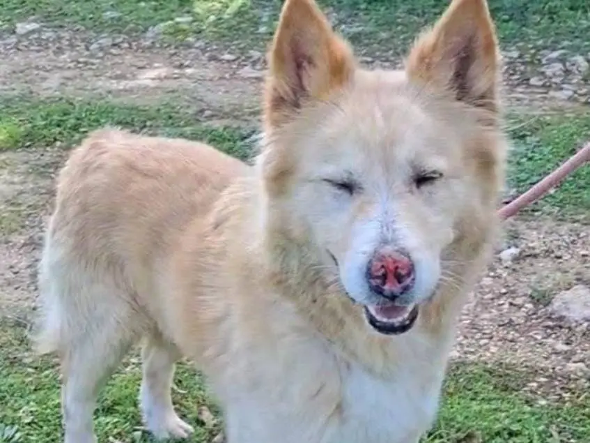 Adotta un cane, maschio, 11 anni e 4 mesi, Bari