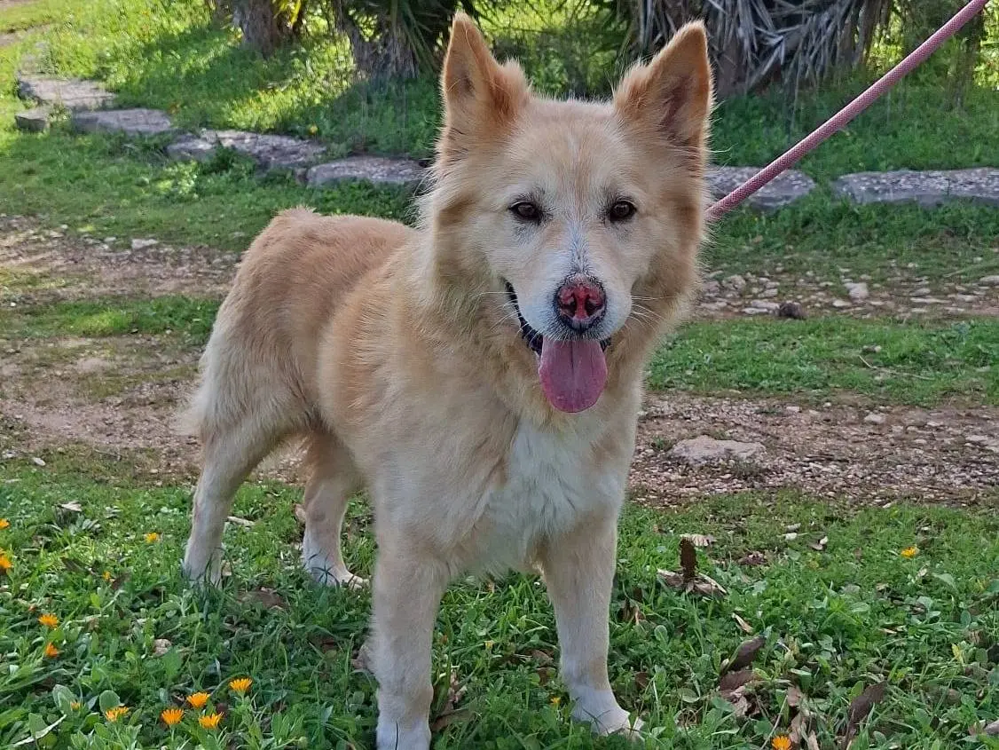 Adozione cane, maschio, Razza sconosciuta Razza sconosciuta, 11 anni e 4 mesi, taglia media, Bari