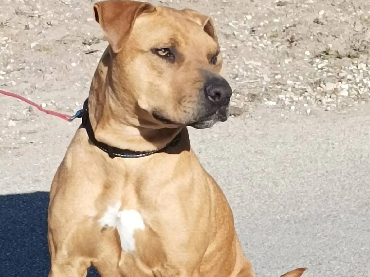 Adotta un cane, femmina, 5 anni e 1 mese, Taranto
