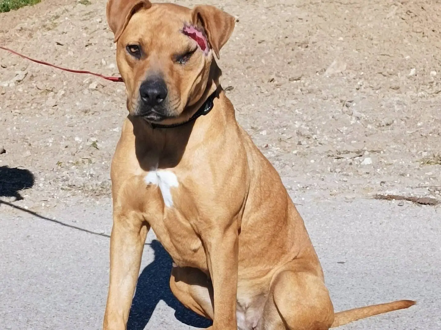 Adozione cane, femmina, Pitbull, 5 anni e 1 mese, taglia grande, Taranto