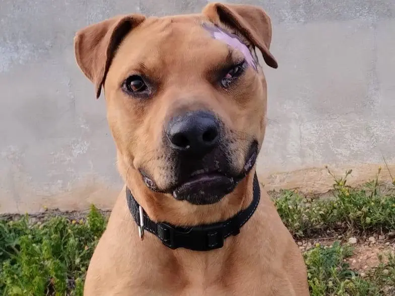 Adotta il cane INDIA a Taranto