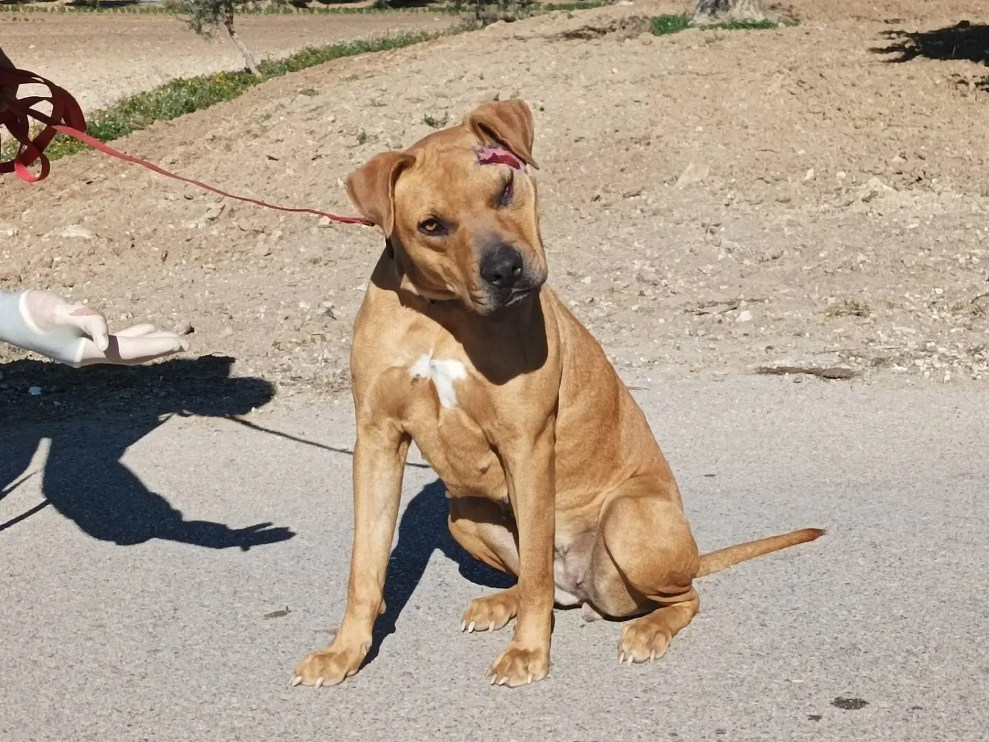Vuoi adottare un cane a Taranto?