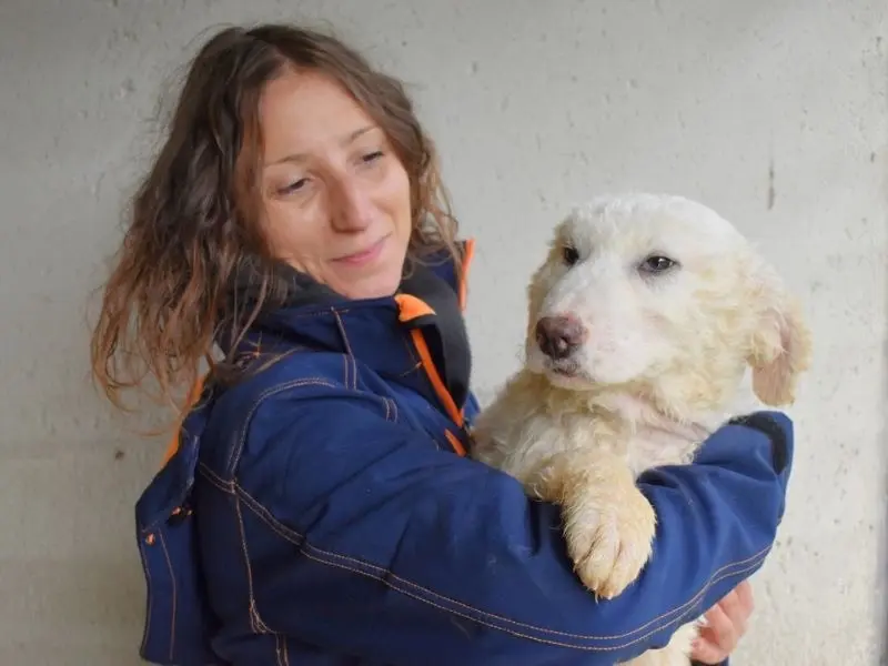 Adotta un cane, taglia grande, femmina, Roma