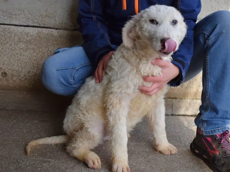 Vuoi adottare un cane a Roma?