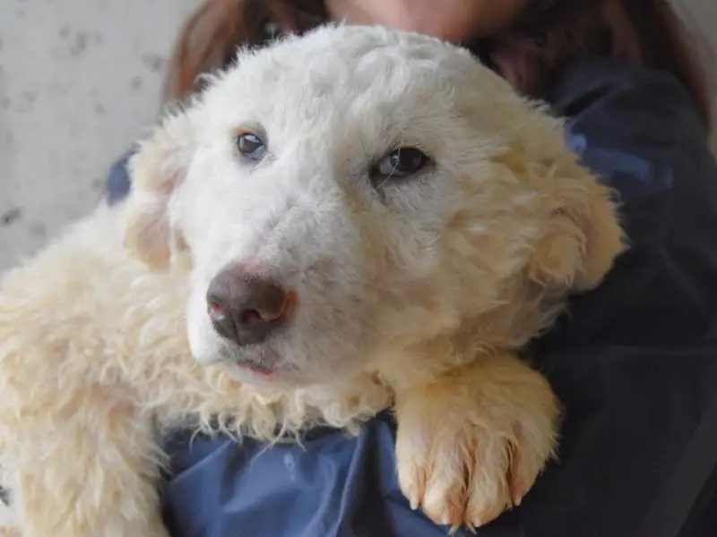Adozione cane, femmina, Razza sconosciuta Razza sconosciuta, 1 anno e 11 mesi, taglia grande, Roma