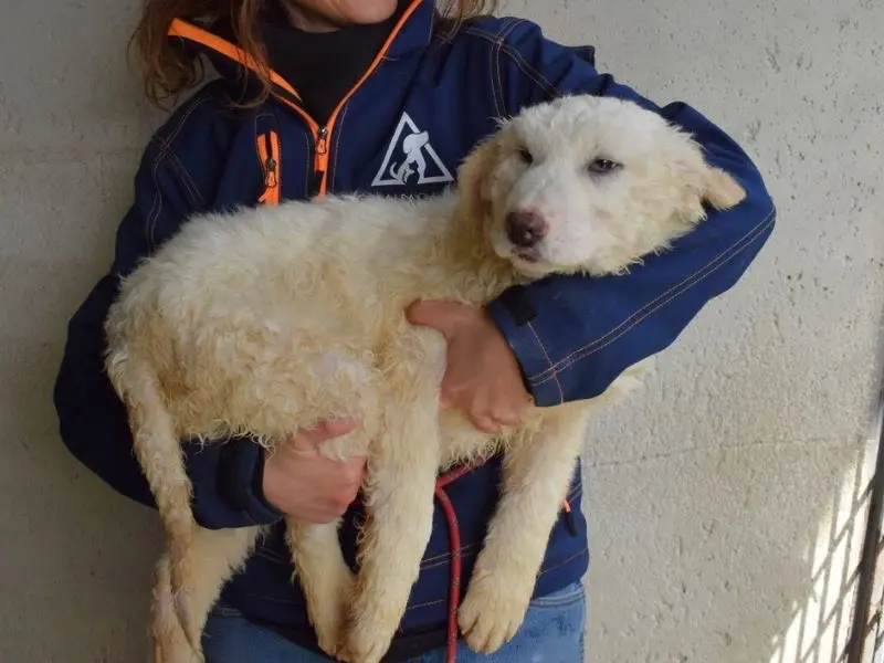 Adotta un cane, femmina, 1 anno e 11 mesi, Roma