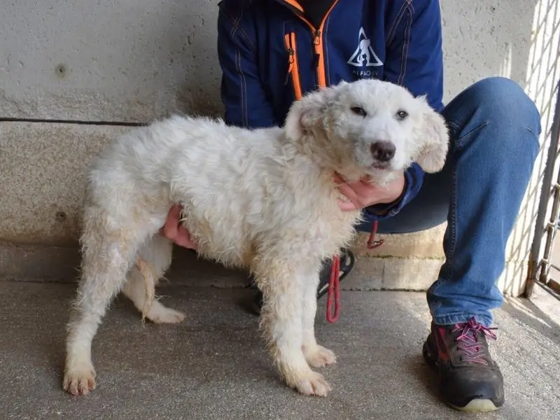 Adotta il cane Abreena a Roma