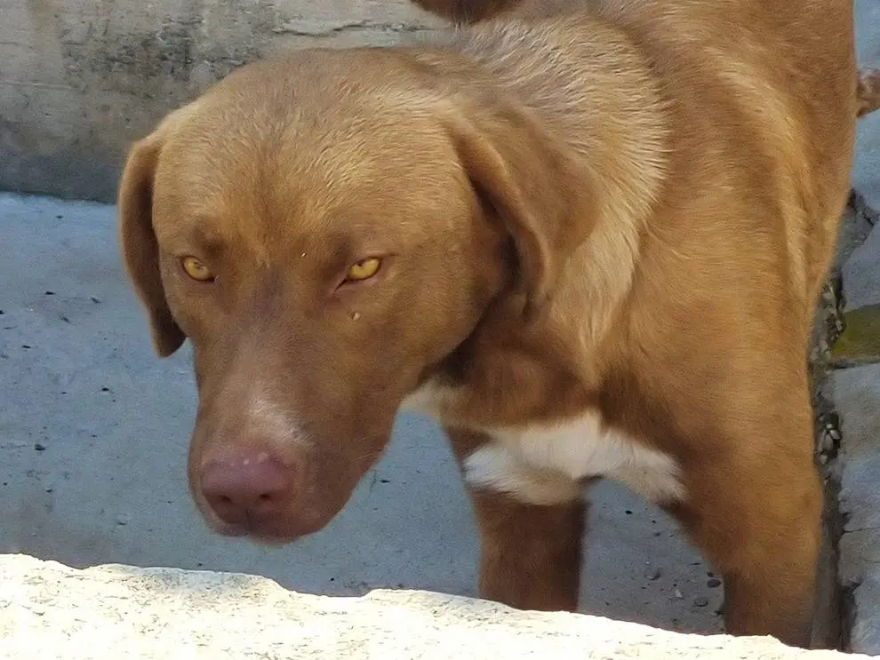 Adotta un cane, maschio, 5 anni e 2 mesi, Pavia