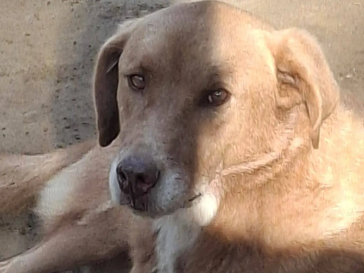 Adotta il cane Balto a Pavia