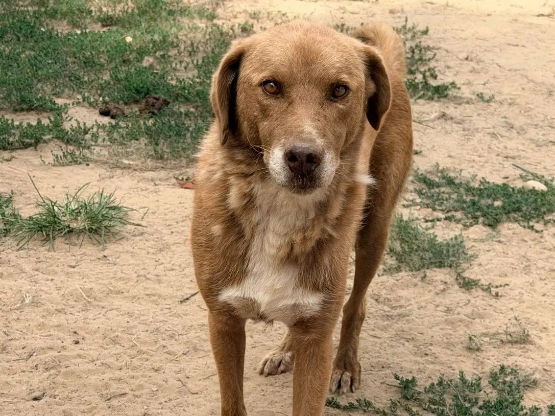 Adozione cane, maschio, Razza sconosciuta Razza sconosciuta, 5 anni e 2 mesi, taglia media, Pavia