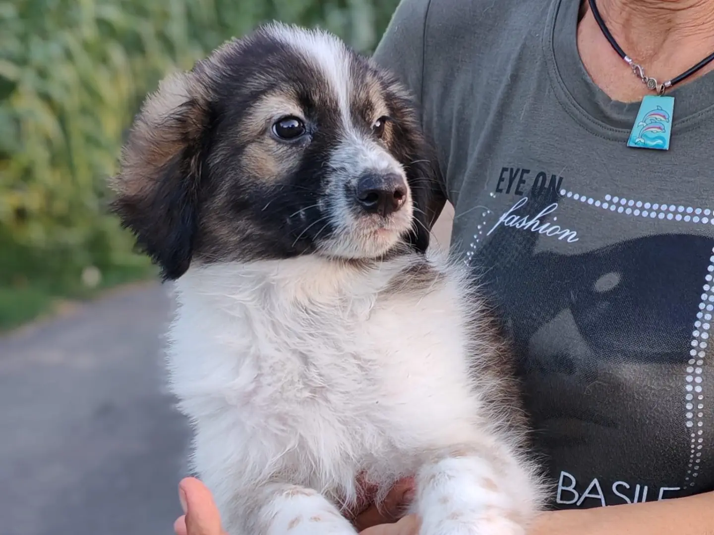 Adozione cane, maschio, Razza sconosciuta Razza sconosciuta, 1 anno e 3 mesi, taglia media contenuta, Cosenza