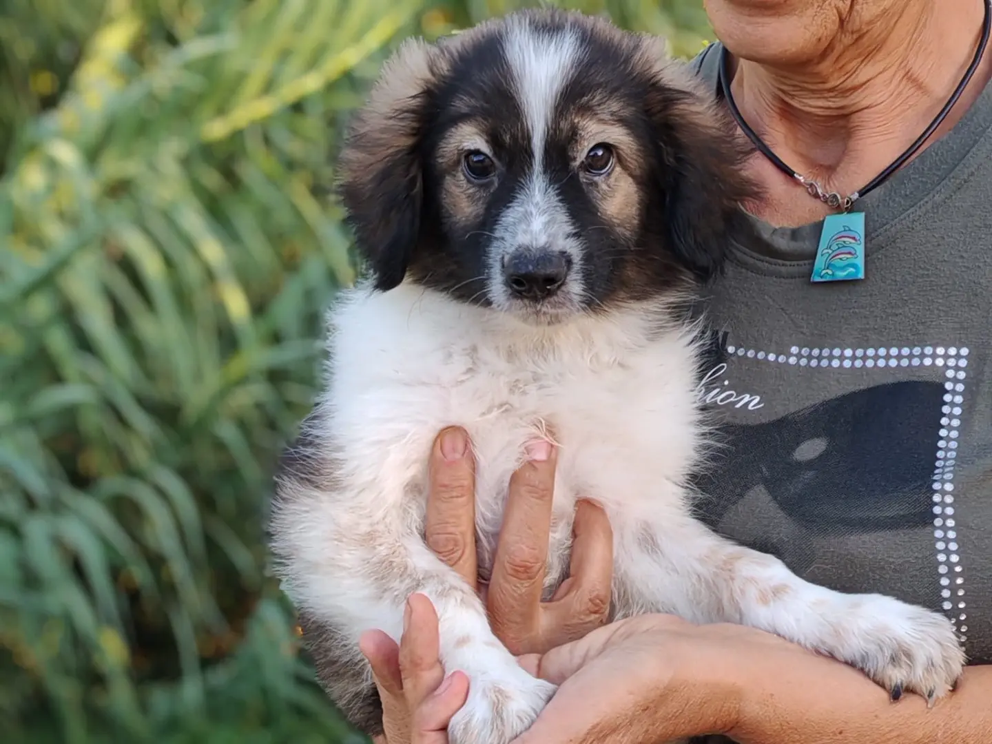 Adotta un cane, maschio, 1 anno e 3 mesi, Cosenza