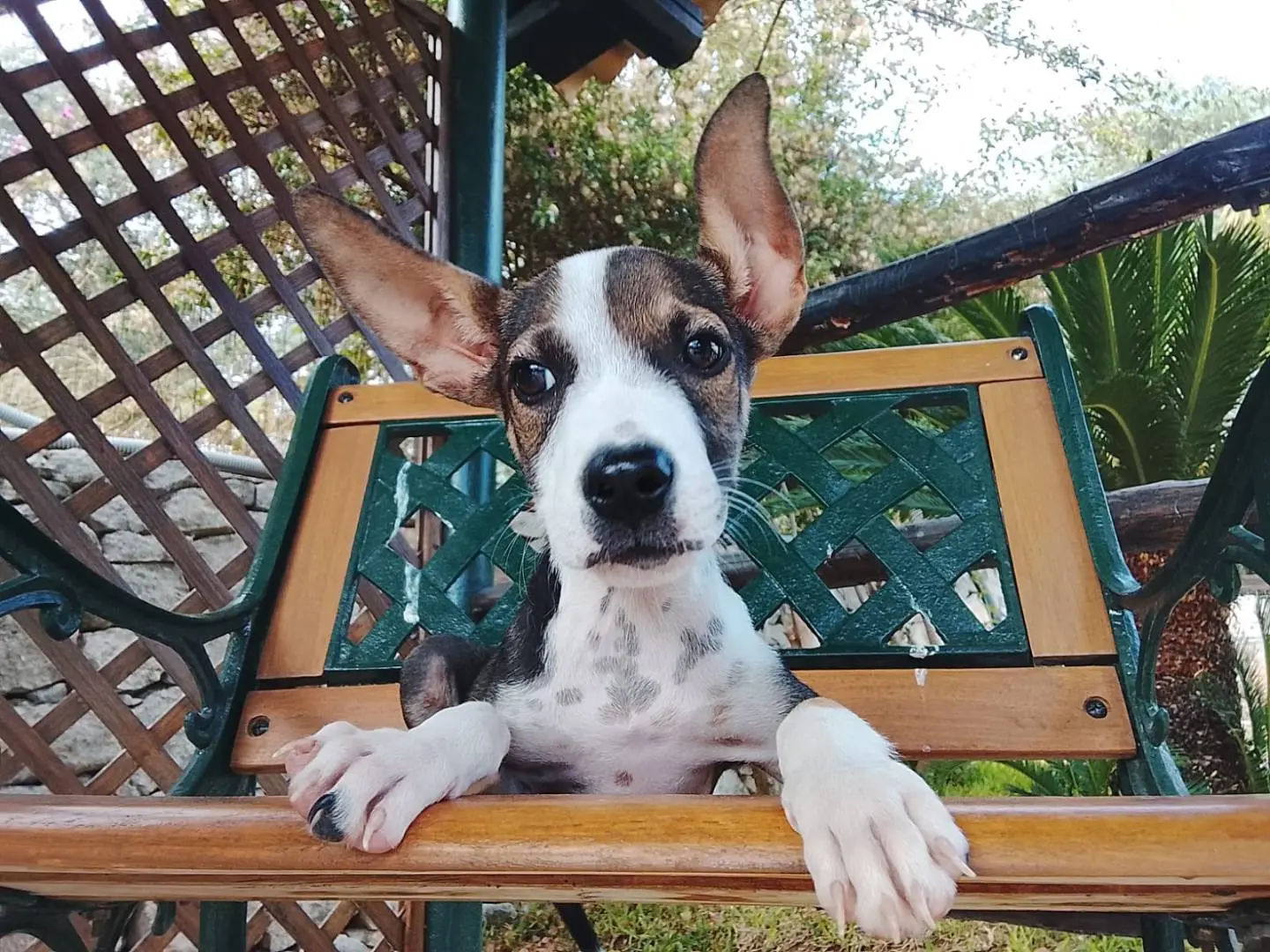 Adotta un cane, maschio, 4 mesi, Siracusa