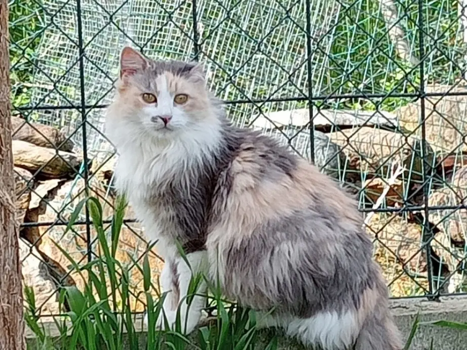 Adozione gatto, femmina, Razza sconosciuta Razza sconosciuta, 4 anni e 5 mesi, taglia non valida, Torino