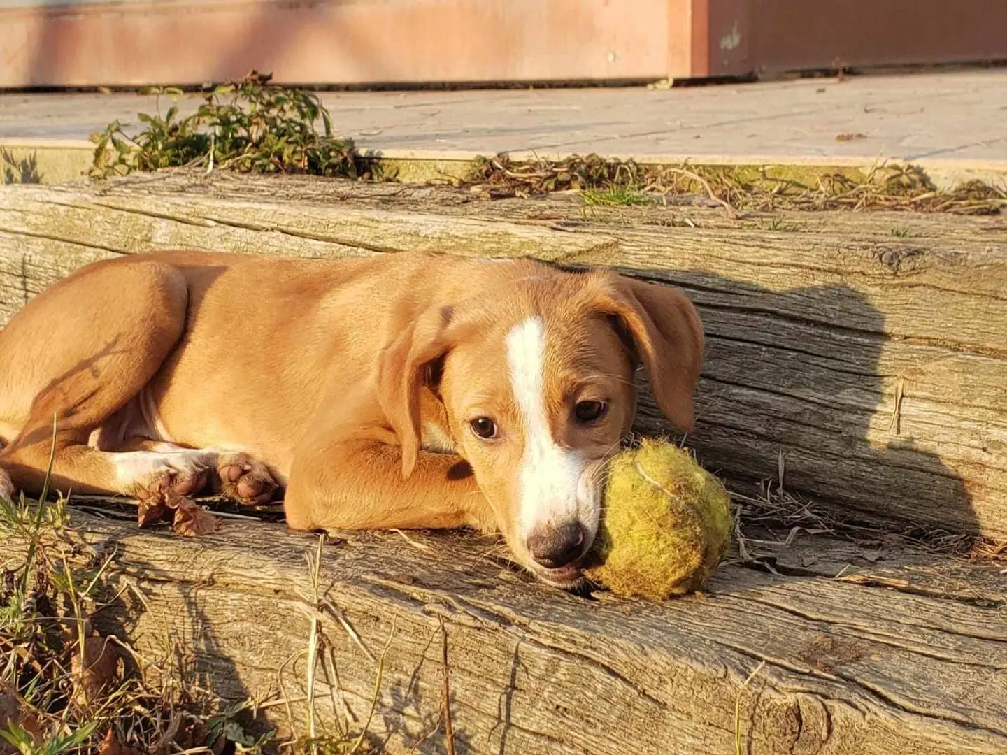Vuoi adottare un cane a Como?