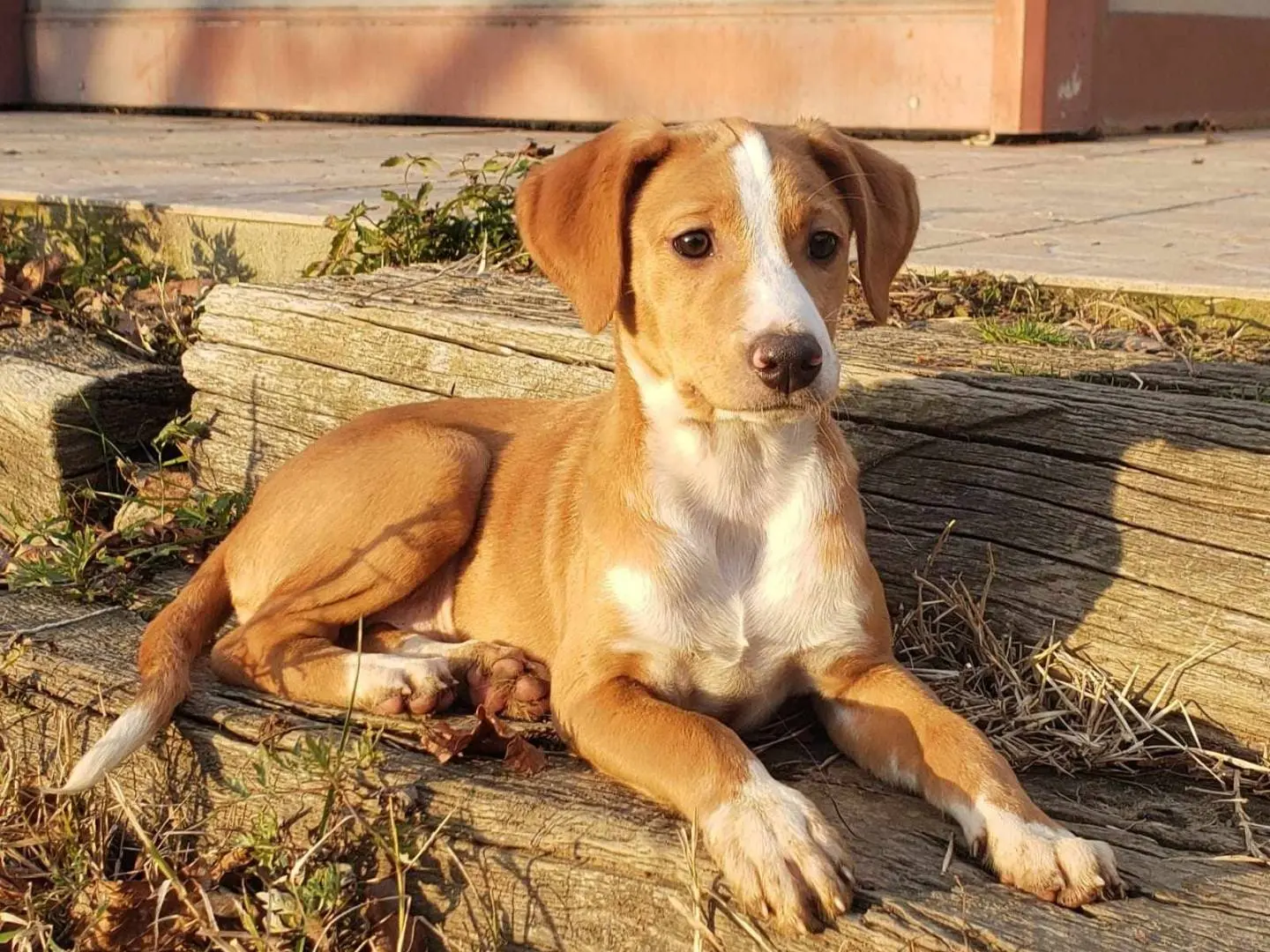 Adotta un cane, femmina, 3 anni, Como