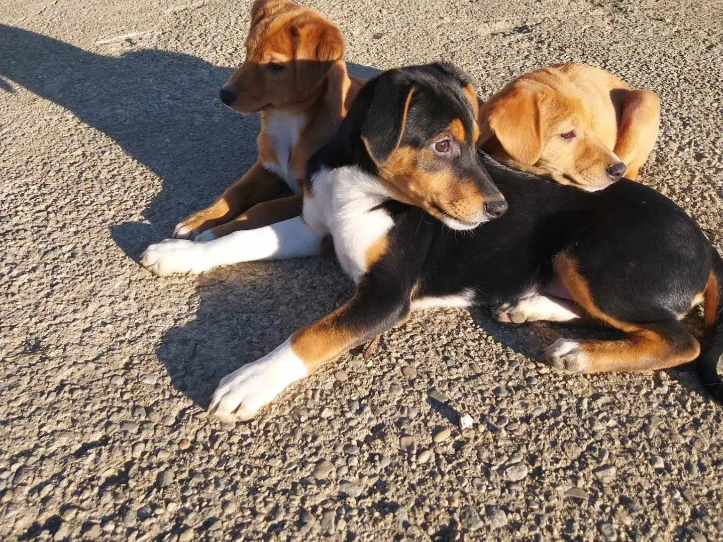 Adotta un cane, taglia media, femmina, Como