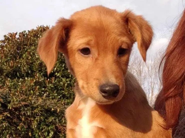 Adotta il cane STUPENDI CUCCIOLI FUTURA TAGLIA MEDIA a Como