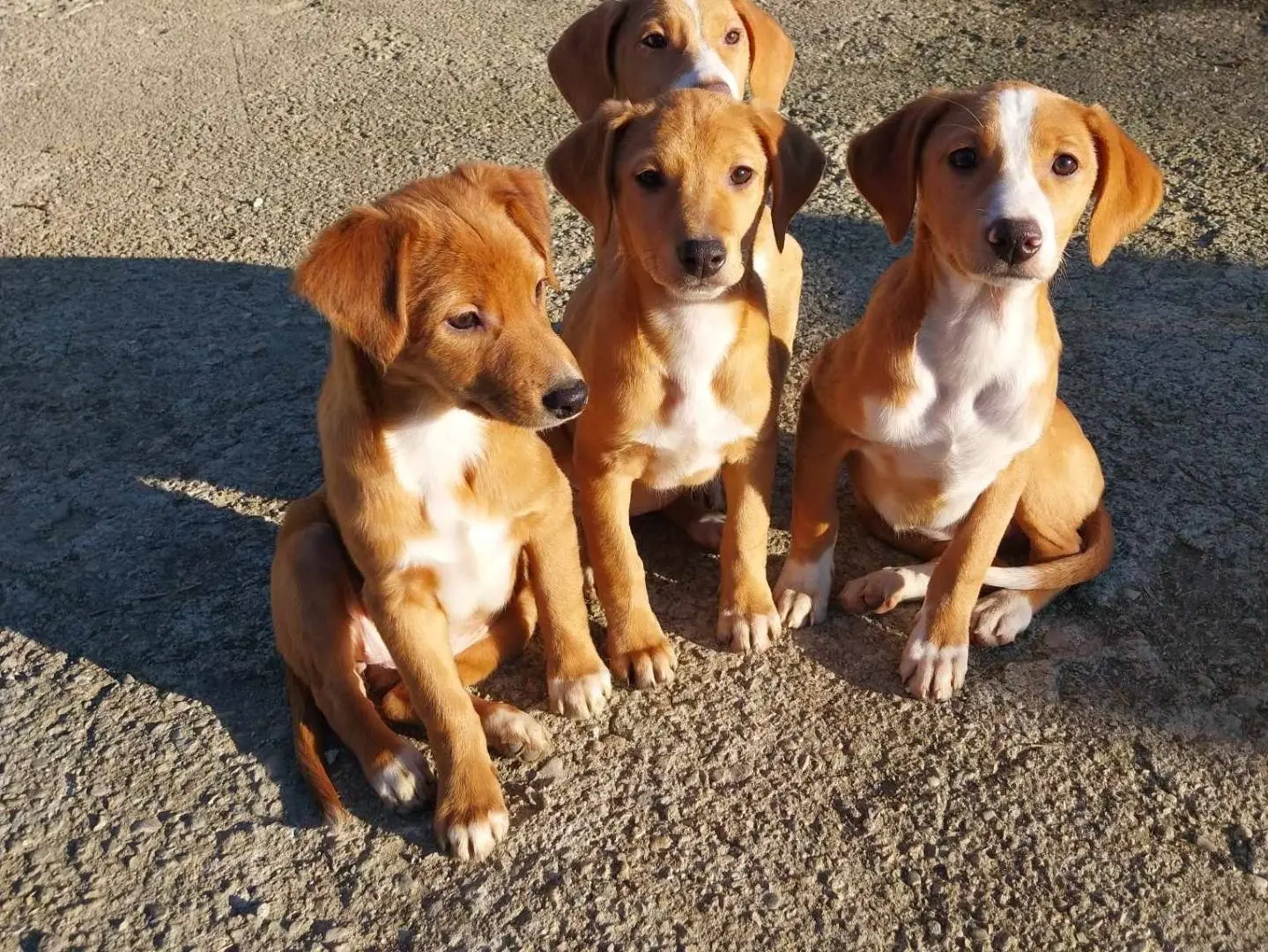 Adozione cane, femmina, meticcio, 3 anni, taglia media, Como