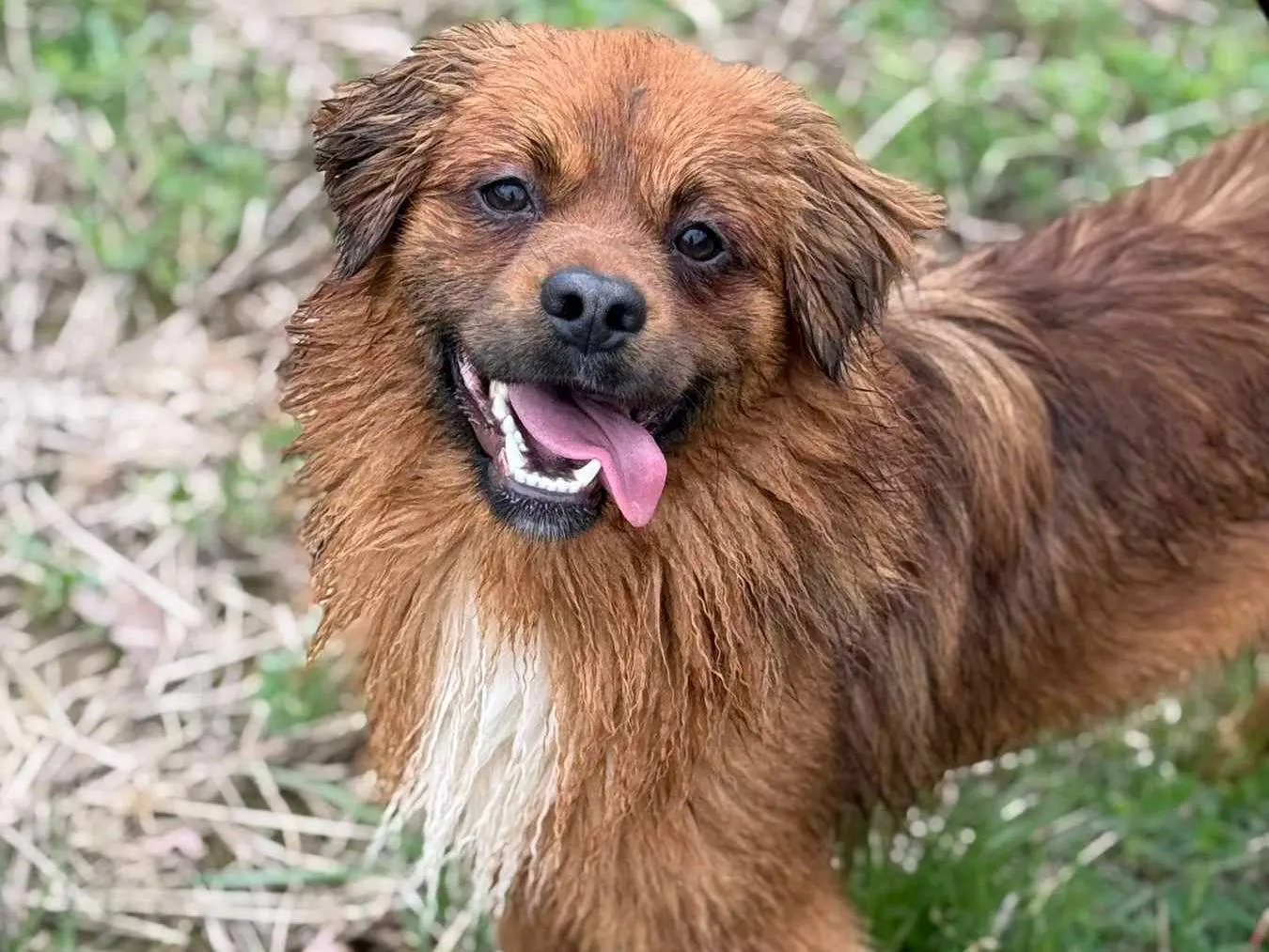 Vuoi adottare un cane a Firenze?
