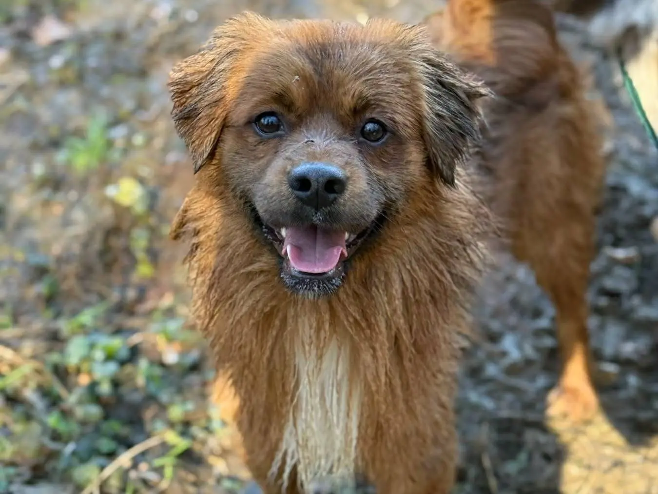 Adotta il cane FOX a Firenze