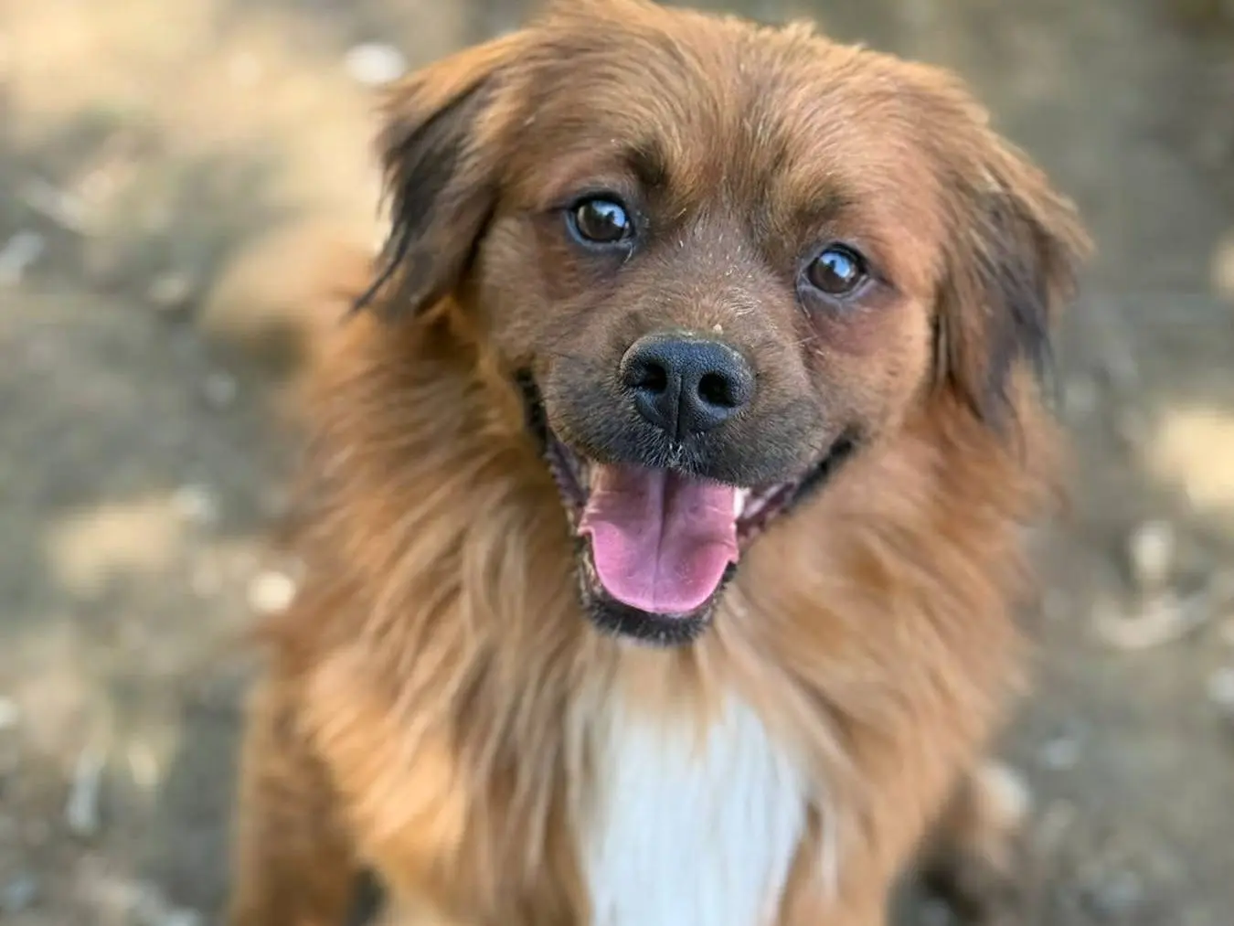 Adotta un cane, taglia media contenuta, maschio, Firenze