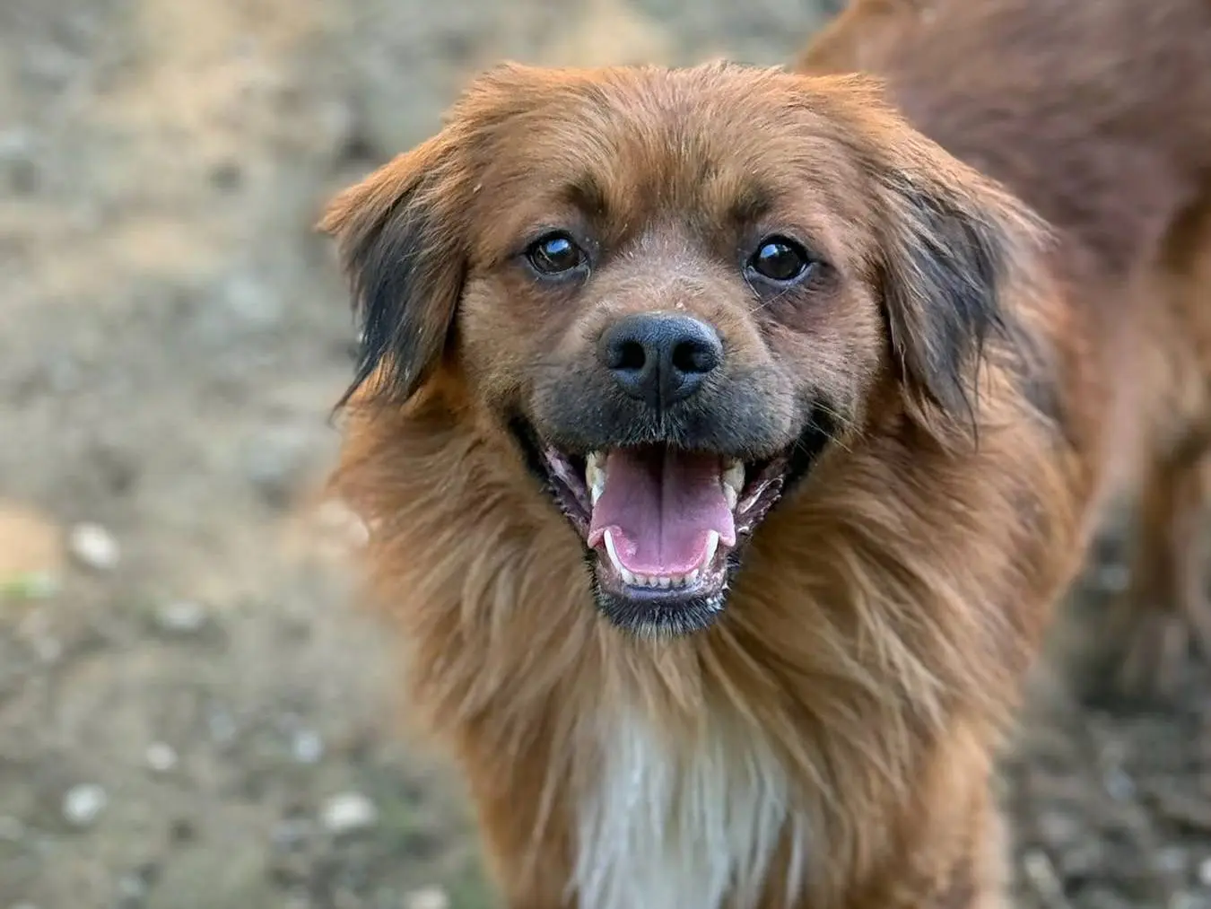 Adozione cane, maschio, Razza sconosciuta Razza sconosciuta, 2 anni e 7 mesi, taglia media contenuta, Firenze