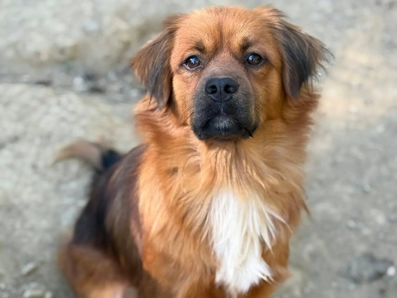 Adotta un cane, maschio, 2 anni e 7 mesi, Firenze