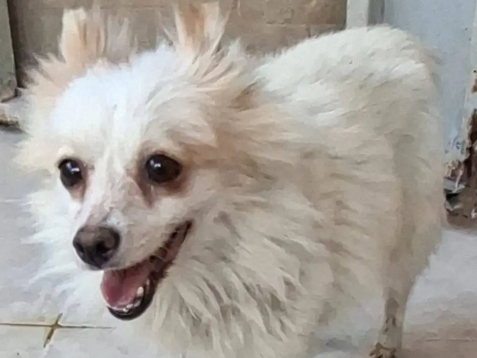 Adozione cane, femmina, Spitz Razza sconosciuta, 8 anni e 4 mesi, taglia piccola, Brescia
