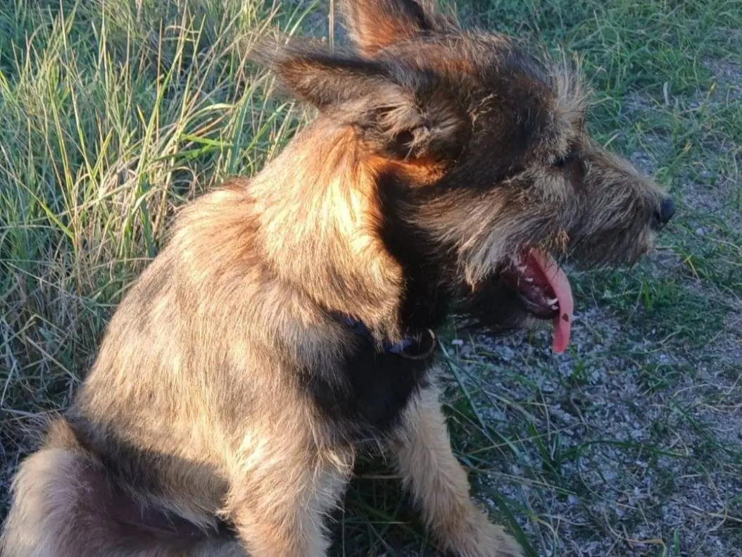 Foto 3 dell'animale