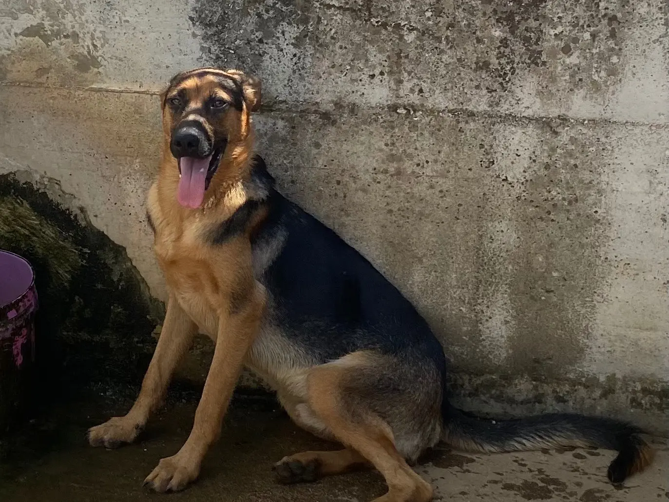 Adozione cane, maschio, Pastore tedesco Razza sconosciuta, 4 anni e 1 mese, taglia grande, Caserta
