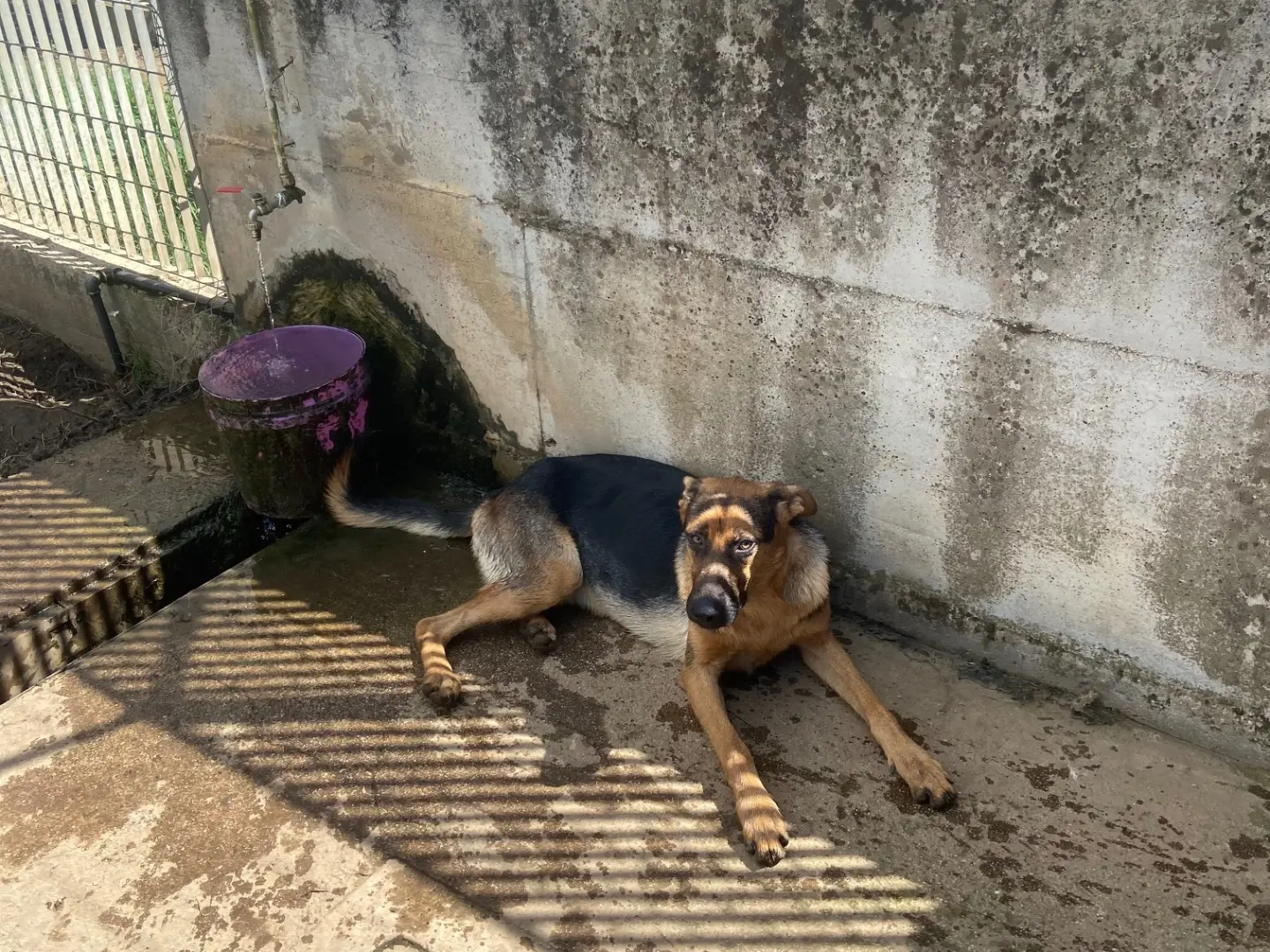 Adotta un cane, maschio, 4 anni e 1 mese, Caserta