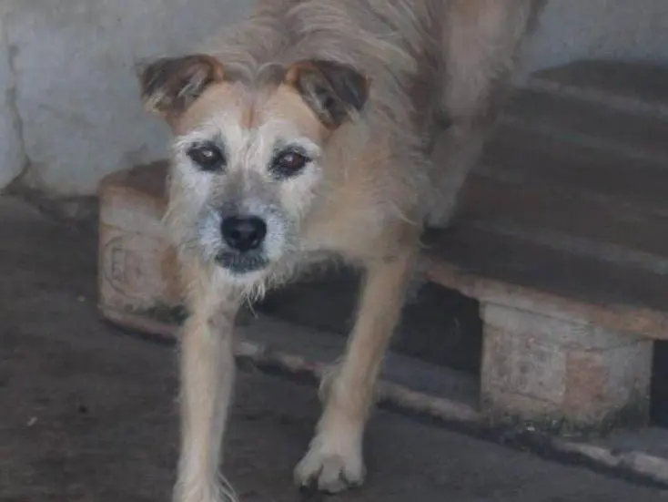Vuoi adottare un cane a Cuneo?