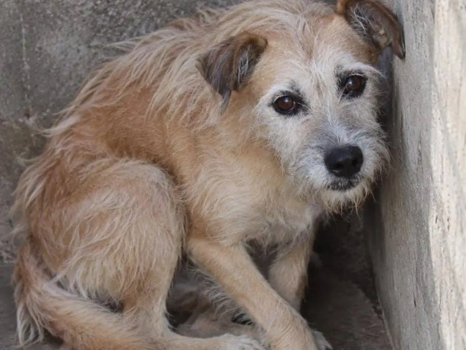 Adotta un cane, maschio, 10 anni e 1 mese, Cuneo