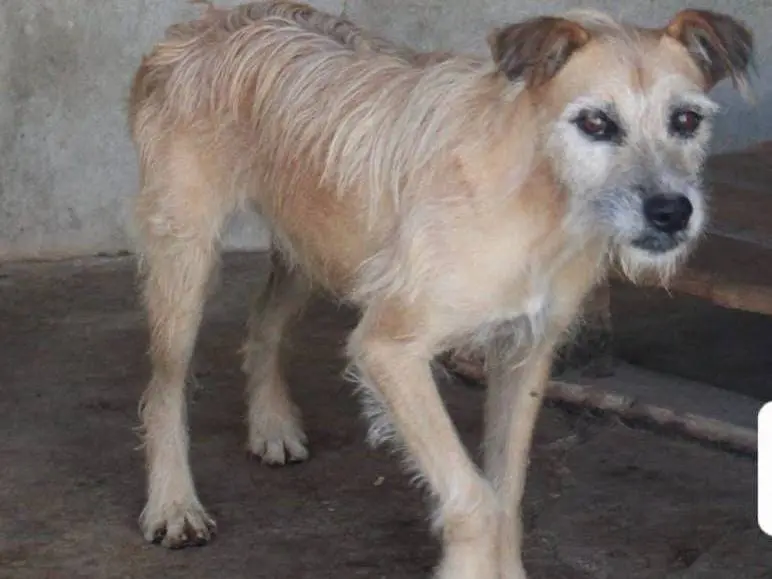 Adotta un cane, taglia media, maschio, Cuneo