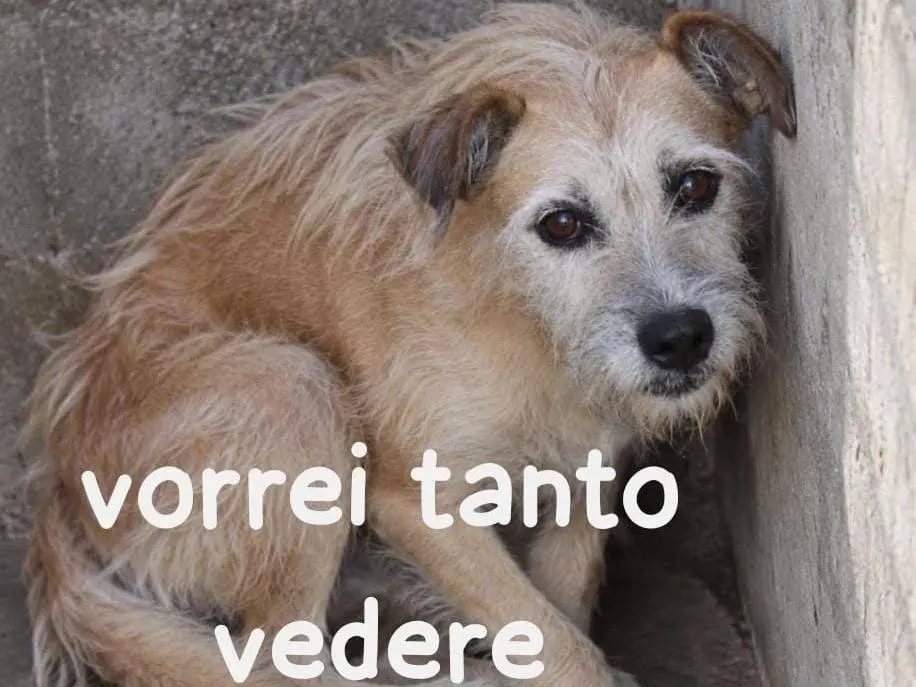 Adozione cane, maschio, Razza sconosciuta Razza sconosciuta, 10 anni e 1 mese, taglia media, Cuneo