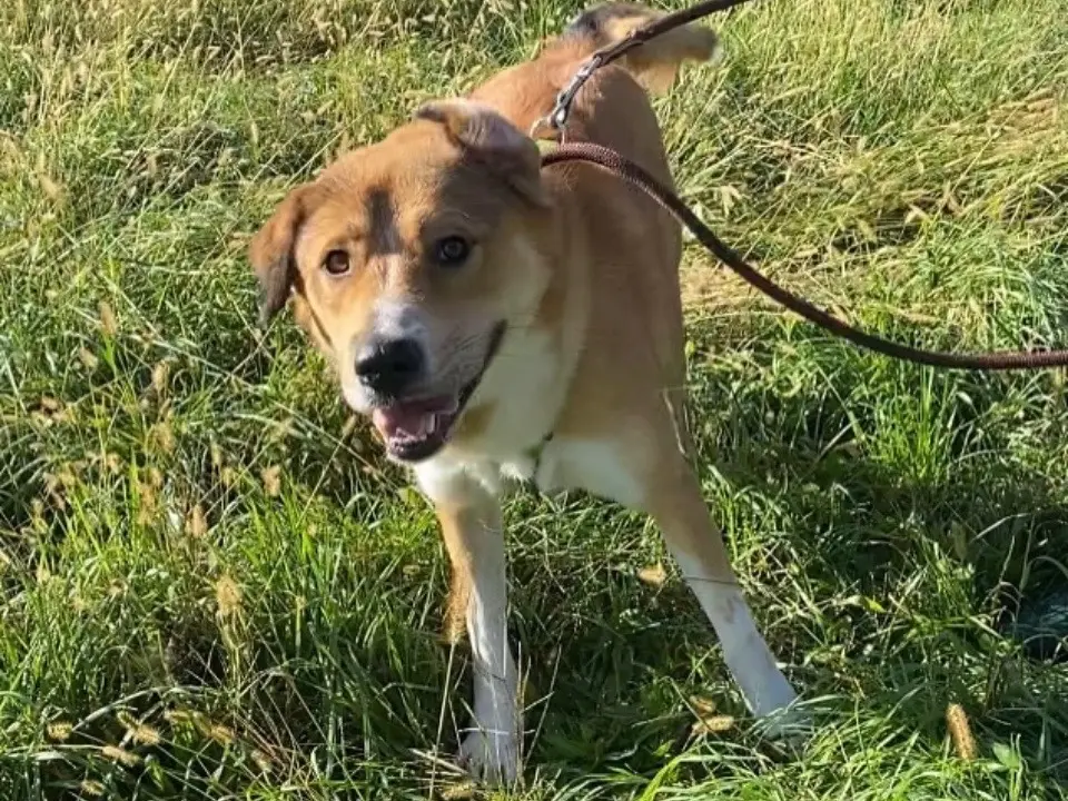 Adotta un cane, taglia grande, maschio, Varese