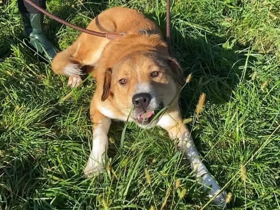 Adotta un cane, maschio, 4 anni e 9 mesi, Varese