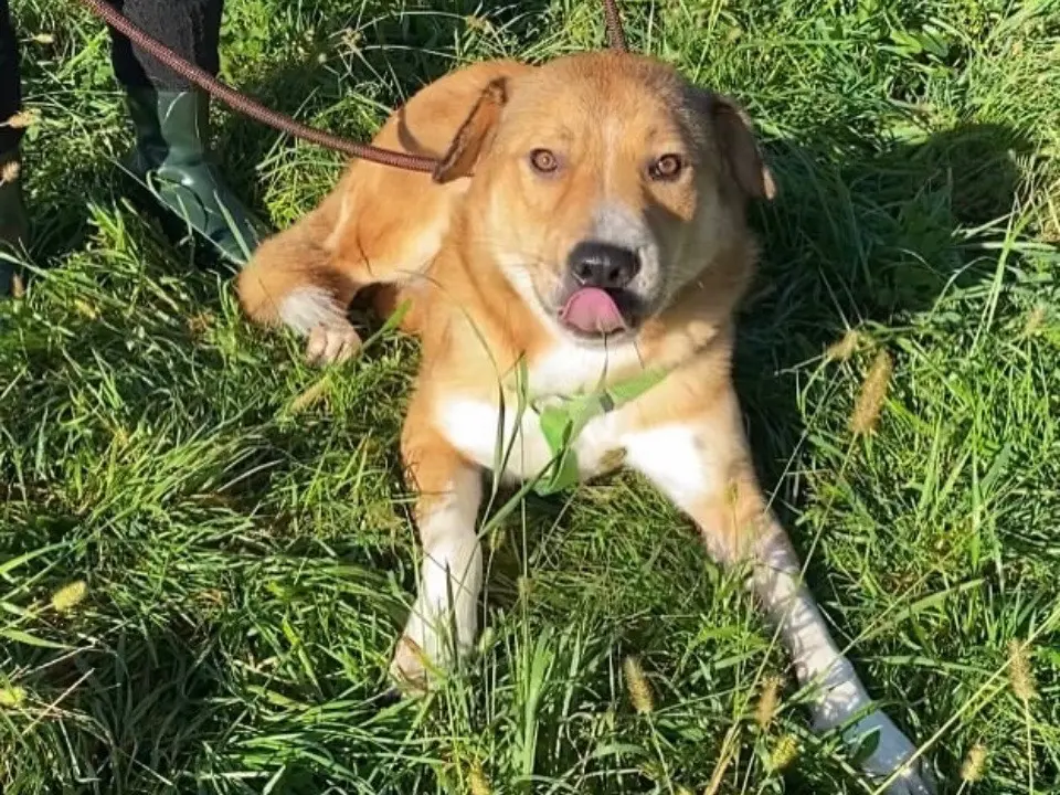 Adozione cane, maschio, Razza sconosciuta Razza sconosciuta, 4 anni e 9 mesi, taglia grande, Varese