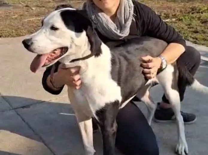 Adotta un cane, taglia grande, femmina, Cremona