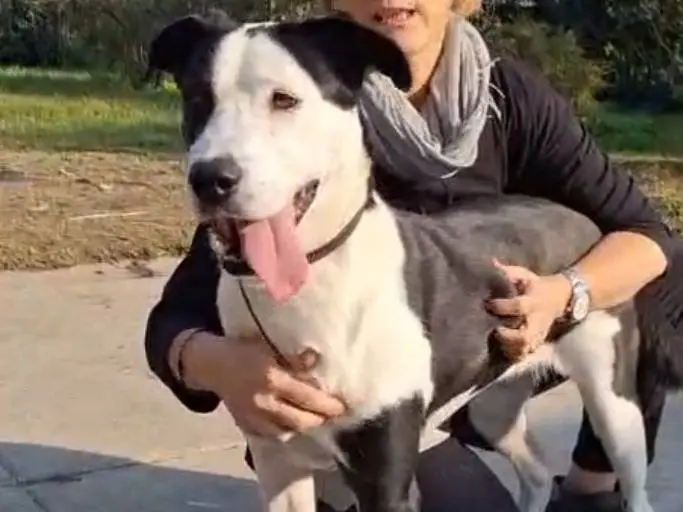 Adotta un cane, femmina, 4 anni e 10 mesi, Cremona