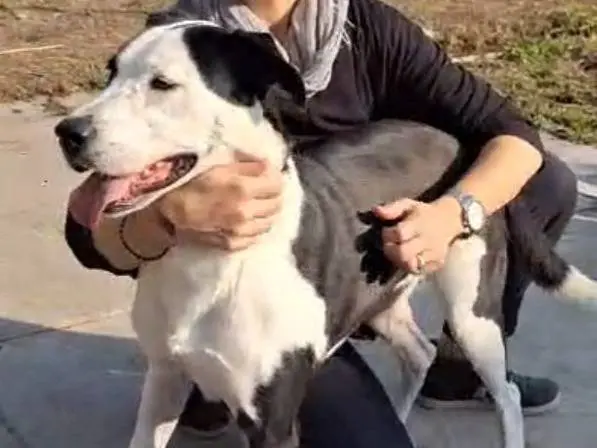 Adotta il cane Tequila femmina  a Cremona
