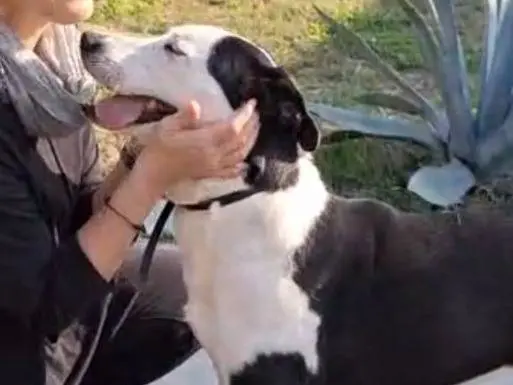 Vuoi adottare un cane a Cremona?