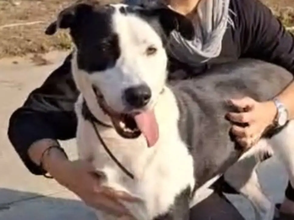 Adozione cane, femmina, Razza sconosciuta Razza sconosciuta, 4 anni e 10 mesi, taglia grande, Cremona