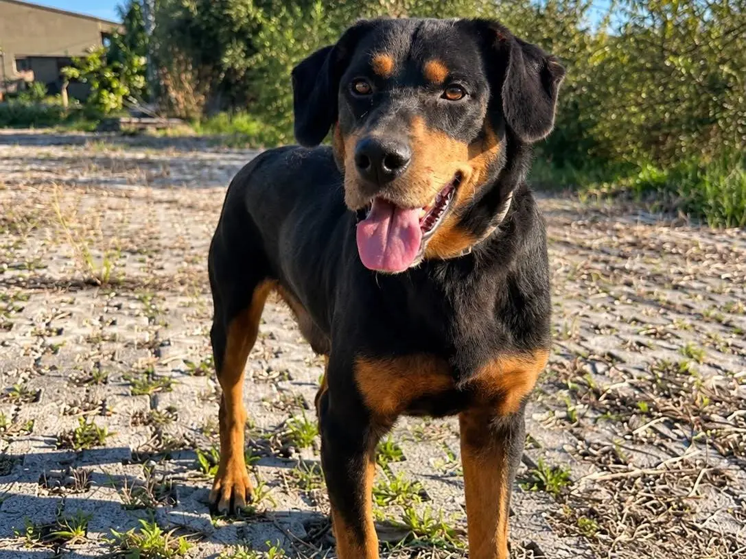 Adotta un cane, taglia media, maschio, Siracusa