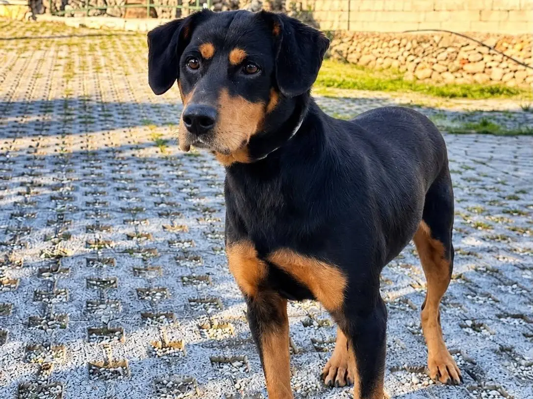 Vuoi adottare un cane a Siracusa?