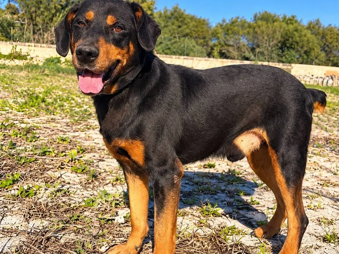 Adozione cane, maschio, Rottweiler Razza sconosciuta, 3 anni e 7 mesi, taglia media, Siracusa